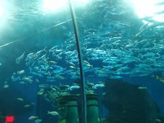 -海合安武汉极地海洋公园