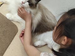 -猫在这儿猫咪咖啡馆·撸猫馆