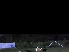 -趣玩宠物乐园寄养训犬训狗游泳池