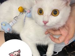 -关爱宠物医院·猫科中心·消化科(滨湖万达分院)