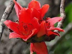 -深圳市中科院仙湖植物园