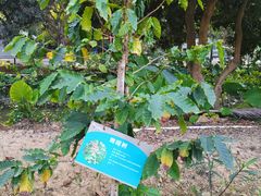 -李小龙乐园(顺德均安店)