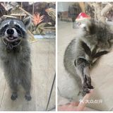 厦门探店‖兔兔浣熊小香猪三大萌宠等你来撸