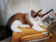 -李小姐の猫咖啡馆(五角场店)