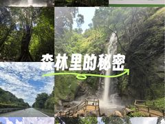 -莫里热带雨林景区