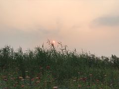 -皇粮浜公园