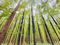 -黄海国家森林公园