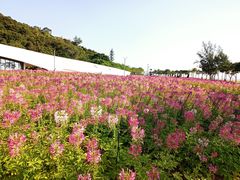 -野狸岛