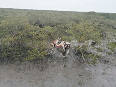 -北海金海湾红树林生态旅游区