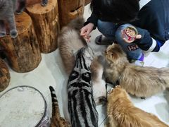-猫亿天猫咖