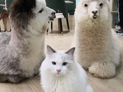 -安格丽娜·狗咖·猫咖羊驼咖(春熙路百盛商场店)