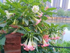 -成都市活水公园