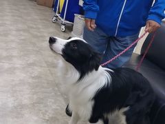-美联众合动物医院·24h转诊中心