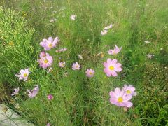 -桤木河湿地公园