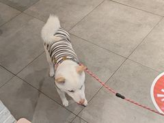 -帕帕拉兹宠物(亚洲旗舰店)