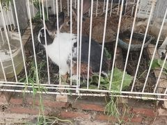 -马陆小张葡萄园农家乐