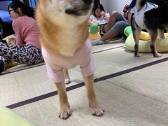 -逗柴咖啡屋·狗咖猫咖宠物桌游