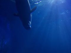 -多彩贵州城极地海洋世界