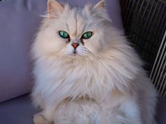 -喵屿·大理花园猫咖