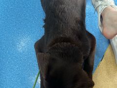 -天使宠物医院·犬猫分诊(彩虹店)