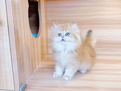 -猫十亿·布偶金渐层·曼基康矮脚猫舍(青年路店)