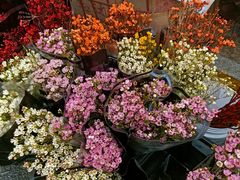 -循礼门鲜花花市(武汉循礼门店)