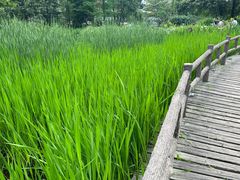 -成都市活水公园