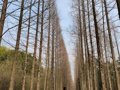 -昆山城市生态森林公园