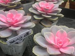 -三圣花乡旅游区