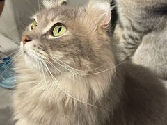 -猫儿山۰猫主题餐厅