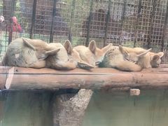 -昆明动物园