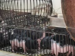 -黄记四更烤乳猪店