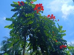 -金鸡岭桥头公园