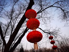 -莲花池公园