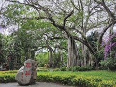 -瑞丽独树成林风景区