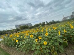 -春花秋色城市公园