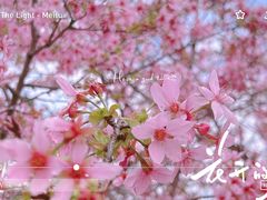 -天适樱花悠乐园