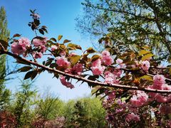 -长白岛森林公园