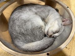 -楼上猫咖(罗湖店)