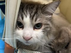 -纳吉亚猫专科动物诊疗中心(蒋宅口分院)