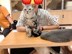 -猫和宫(六道口店)