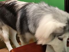 -李小姐の猫咖啡馆(五角场店)