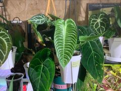 -Rabbit Cafe私房西餐甜点咖啡(栖霞路店)