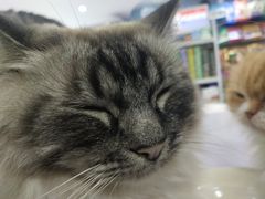 -喵的天空名猫咖啡馆·撸猫·猫舍·用品