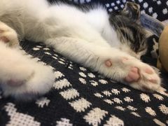 -平行世界·猫咖(首经贸店)