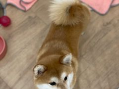 -CHEZ JASMINE 茉莉的氧气厨房