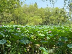 -长兴太湖图影湿地文化园