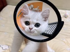 -屋虎猫馆(宝安大仟里店)
