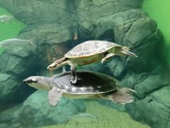 -上海海洋水族馆