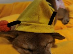 -逗柴咖啡屋·狗咖猫咖宠物桌游